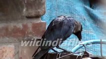 Lonely Indian black crow on a rainy day by wildindiafilms