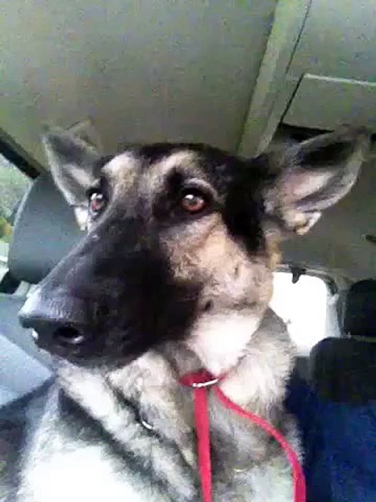 Dog Dances on Flo rida! Hilarious...