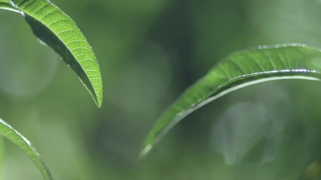 La verveine, herbe sacrée