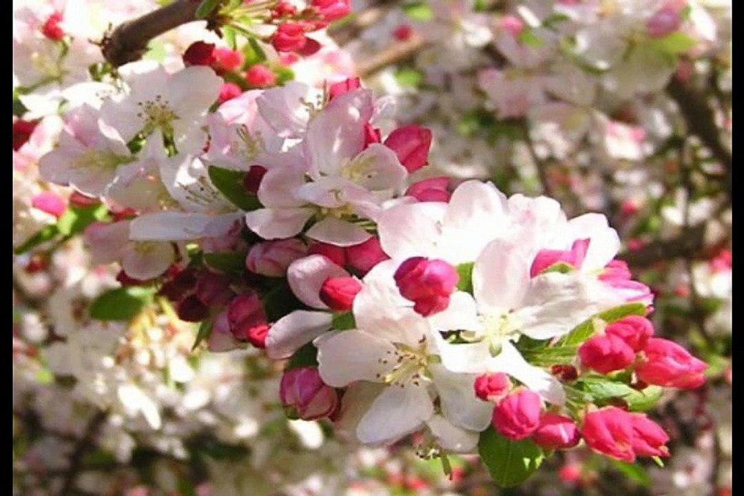 Flowers in Poltava