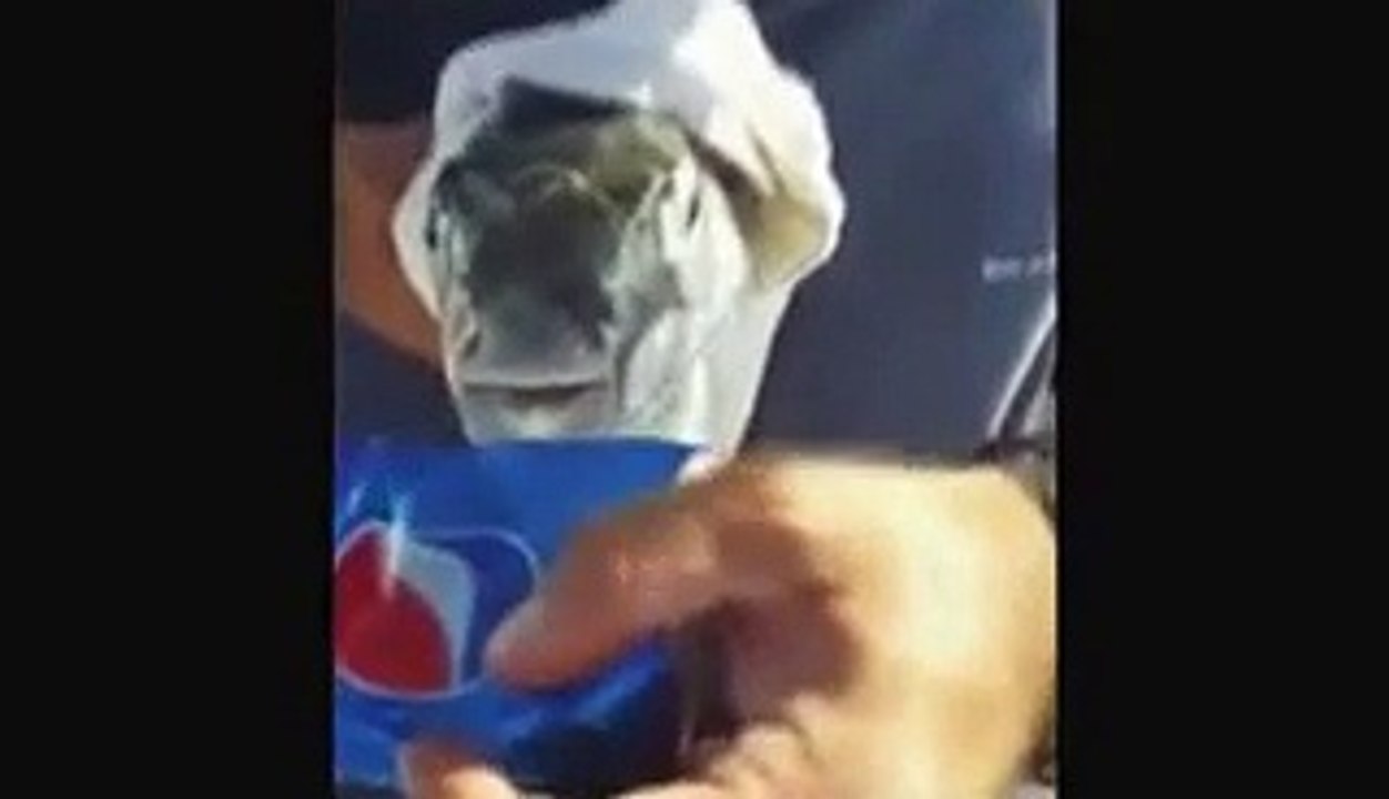 بالفيديو..سمكة المنفخ تأكل الحديد