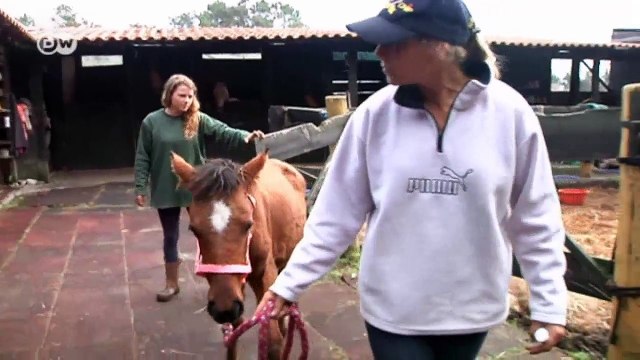 Portugal: Horses for Courses | Focus on Europe