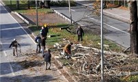 CHP'li vekilden CHP'li belediyeye ağaç tepkisi