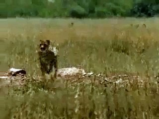 Shocking video of African Zoo