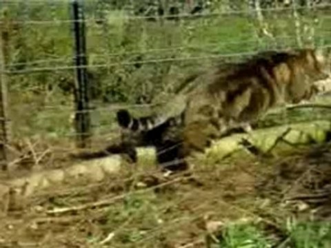 filet , enclos et cloture de securité pour chats dans les jardins et balcons