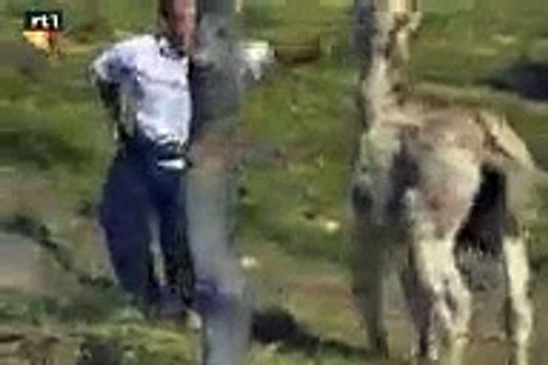 Donkey Fcuker