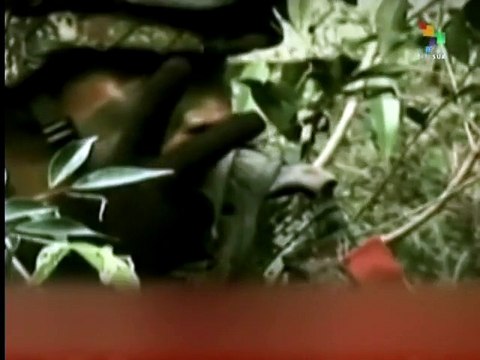 FARC prisoners in Colombian jails begin hunger strike