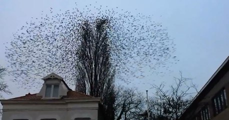 Amazing! Group of Birds Fly Simultaneously Away!