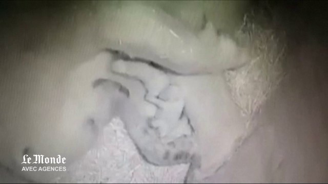 Pays-Bas : une ourse polaire donne naissance à des triplets