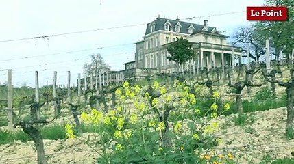 La qualité du millésime 2013 à Bordeaux