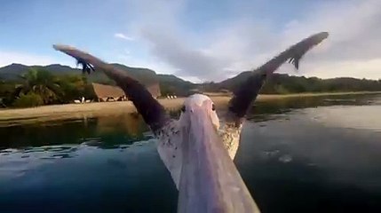 Le premier vol d'un pélican comme si vous y étiez
