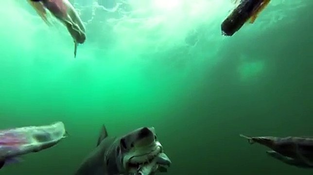 Attaque de requin Mako