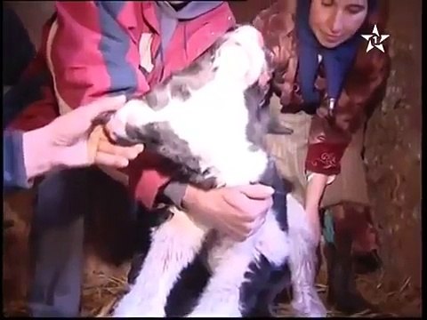 Naissance d'un veau à deux têtes