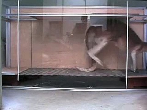 A quoi sert la queue des kangourous ?