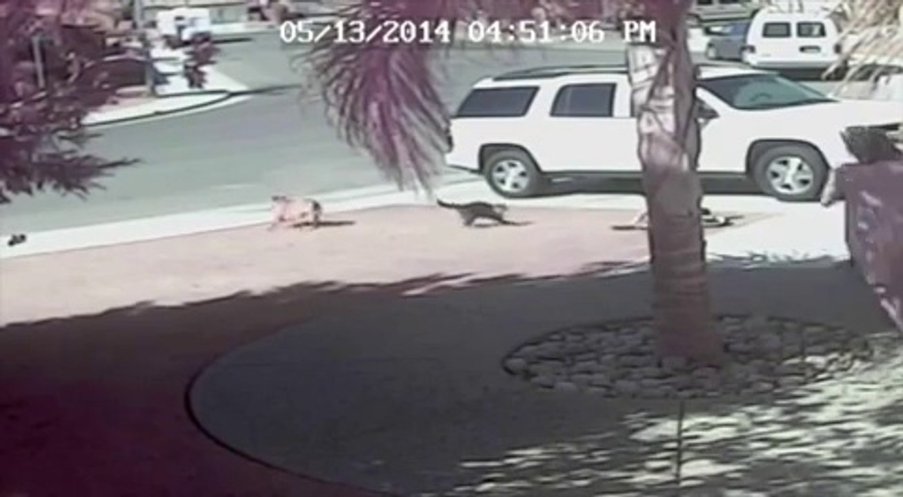 Un chat attaque un chien pour défendre un enfant
