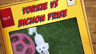 Bichon Frise vs Yorkie