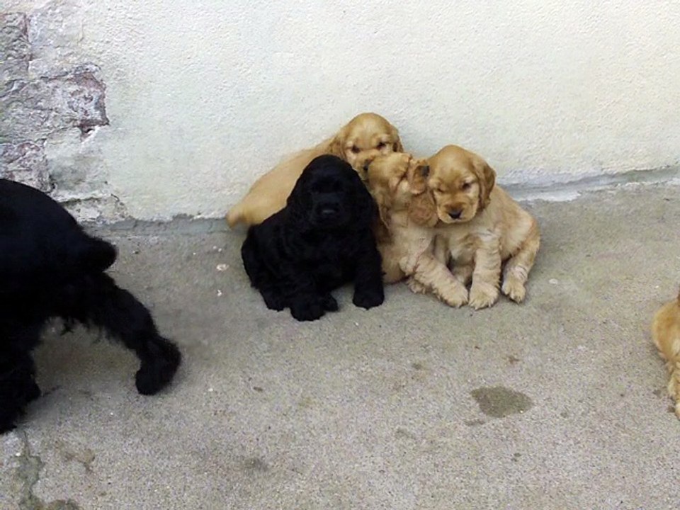 112_0225 Portée HARMONY 2014 à 7 semaines