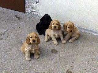 112_0223 Portée Harmony 2014 à l'âge de 7 semaines