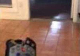 Rooney the Dog Will Eat Literally Anything