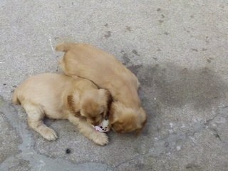 112_0217 Portée Harmony de la Petite Pinochère à 7 semaines