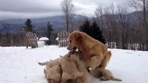 Une chienne joue avec ses petits chiots. So Cute!!
