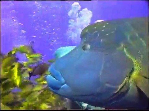 Coffret 3 DVD : Iles paradisiaques