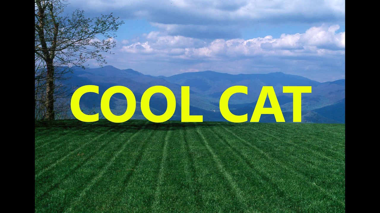 Cool Cat
