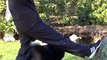 Spring in meine Arme in 100 Sekunden! Hundetrick -  Australian Shepherd - Clickertraining - Tutorial