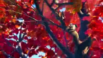 Fındık İşi - Fragman