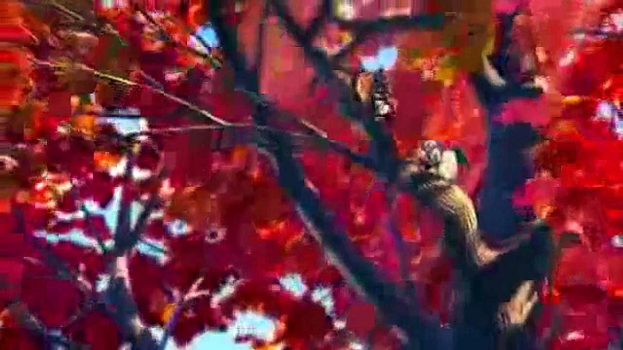Fındık İşi - Fragman