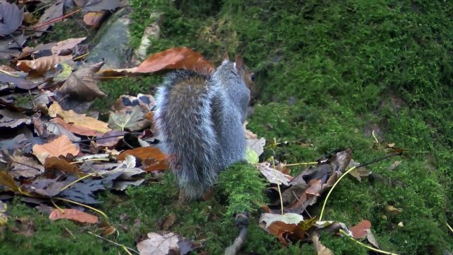 Un écureuil joue de la flûte traversière