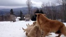 Une chienne joue avec ses chiots