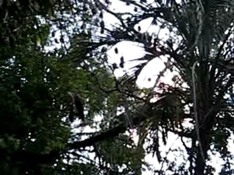 Video Botanic Gardens