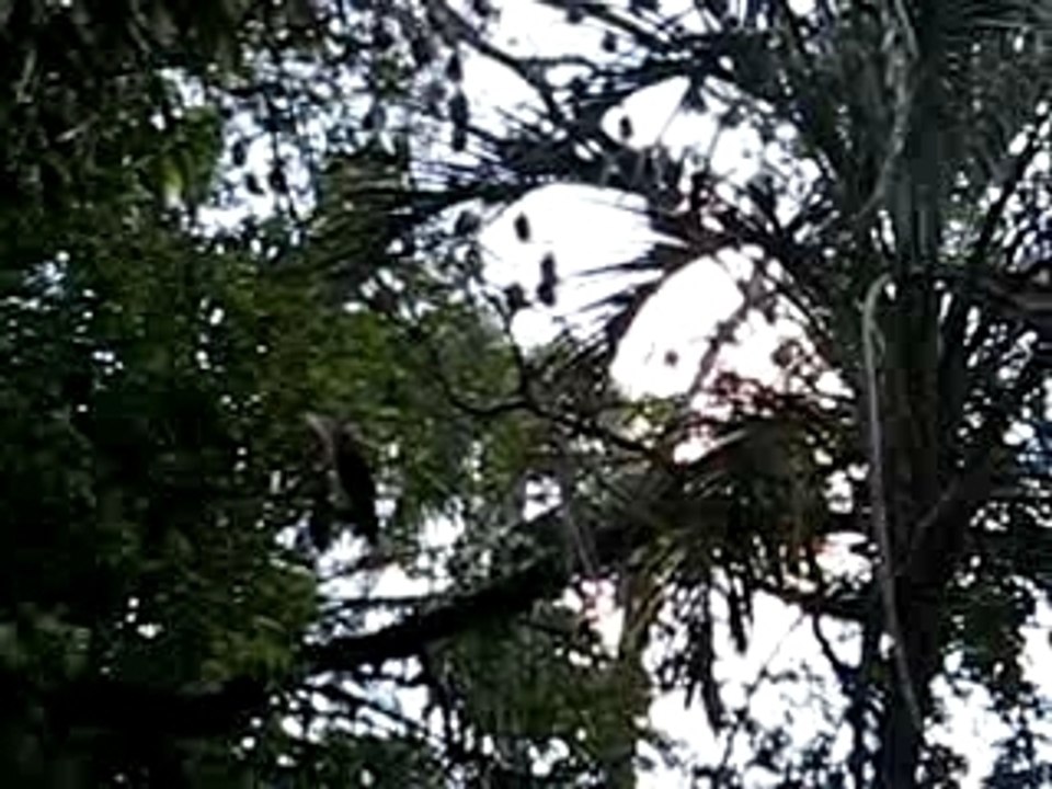 Video Botanic Gardens