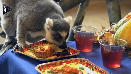Des lémuriens ont fêté Thanksgiving au zoo de Brookfield
