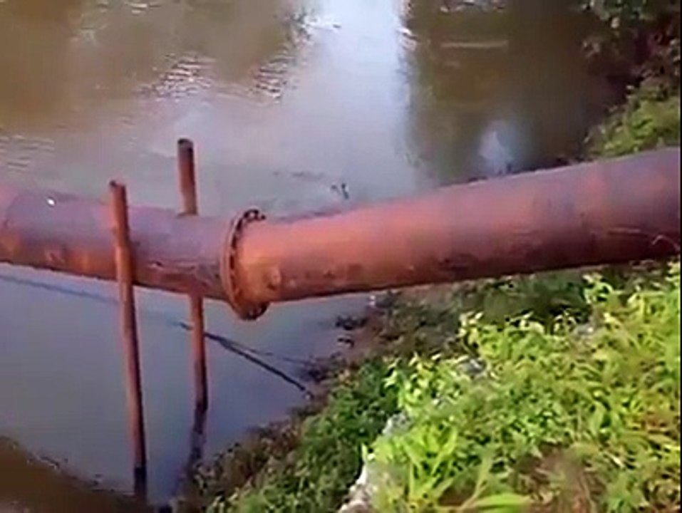 (51) Dog gets a lucky escape