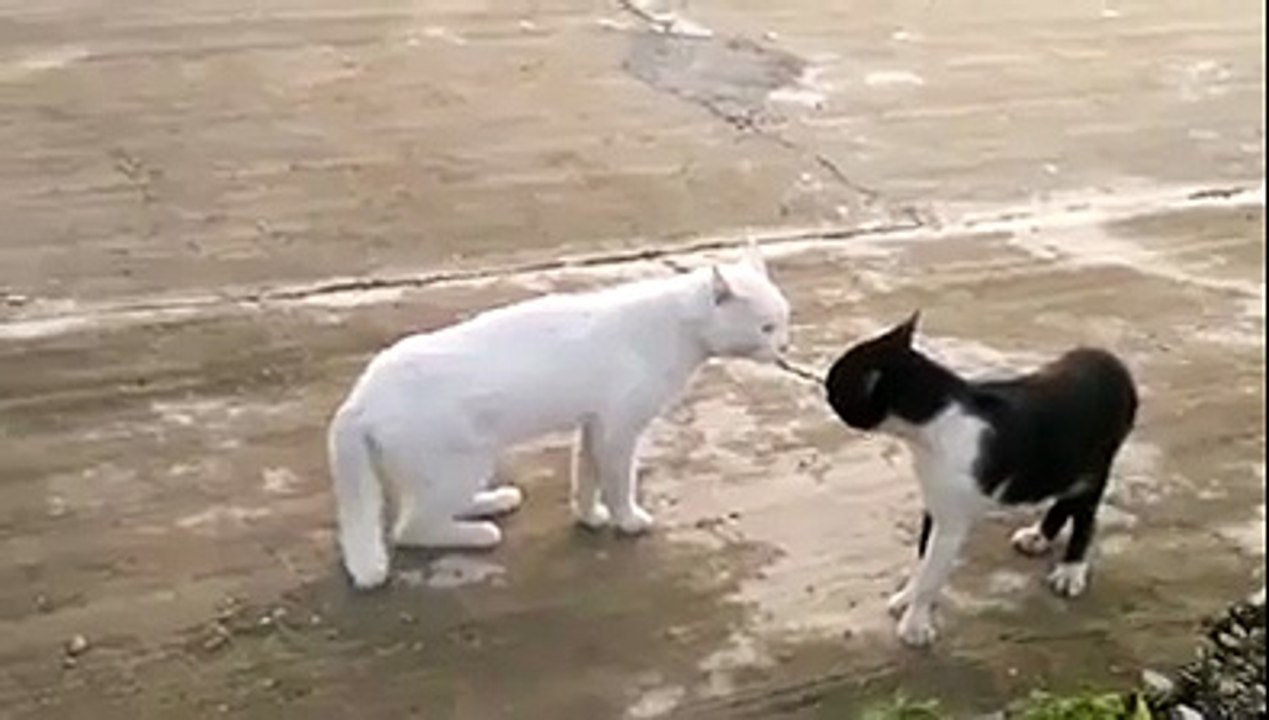 Cat fight