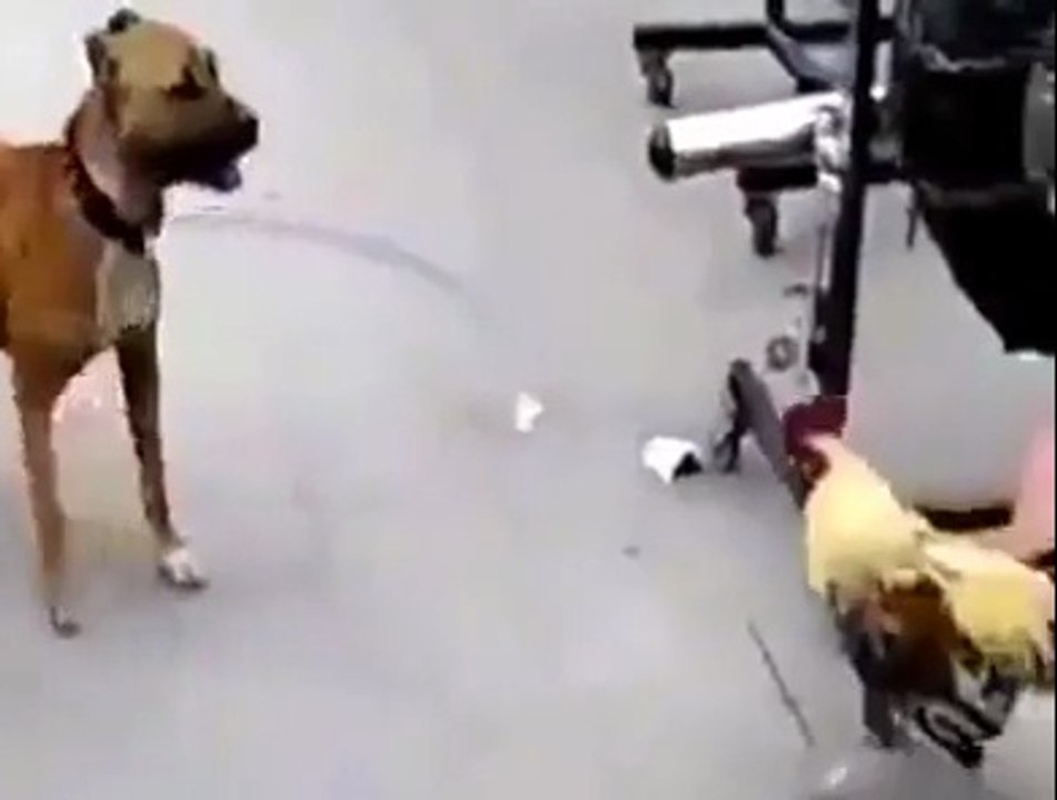 Rowdy Rooster-Against Dog-Rooster VS Dog