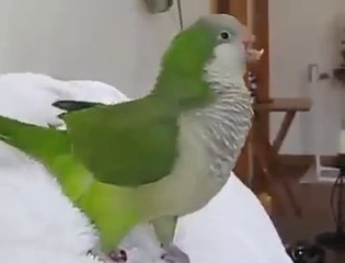 Laughing parrot