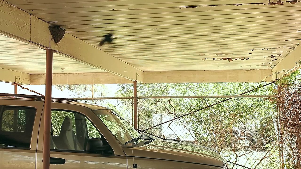 A Day (a week) in the Life of Barn Bird Fledglings