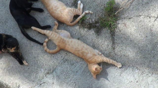 Animalistas contra costumbre de comer perros y gatos en Suiza