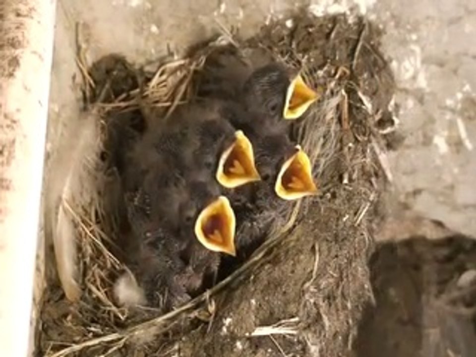 Crying baby birds