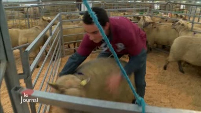 La finale des Ovinpiades des Jeunes Bergers (Vendée)