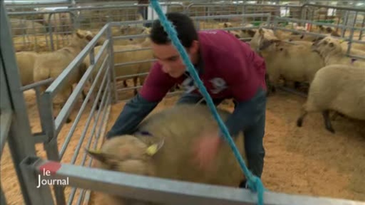 La finale des Ovinpiades des Jeunes Bergers (Vendée)