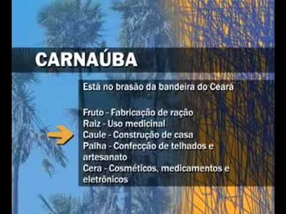 Carnaúbas