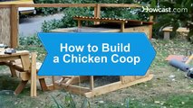 Building A Chicken Coop, How To Build A Chicken Coop