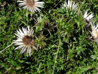 Le Plateau de la Moliere  Vercors
