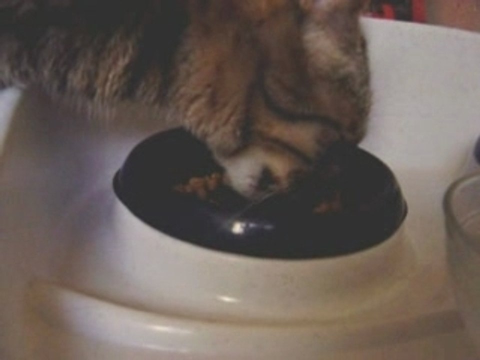 Morris et les croquettes