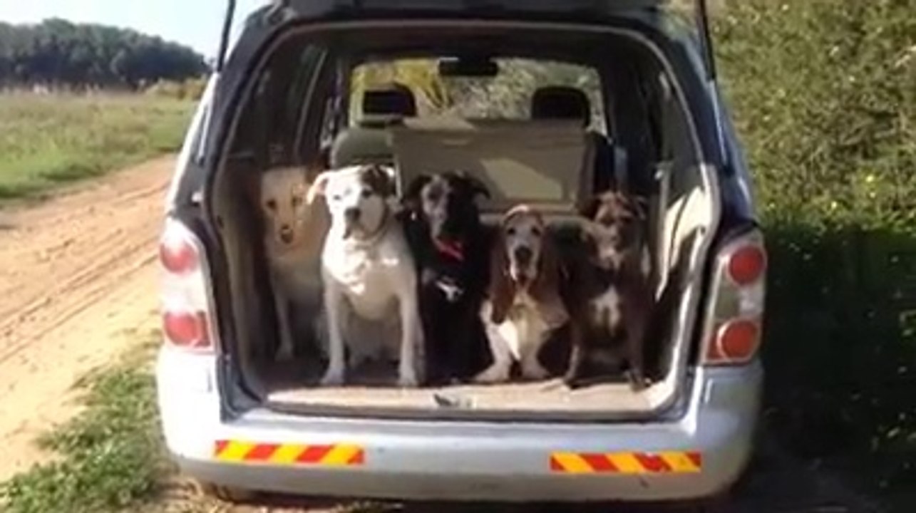 How To Get 5 Dogs Out Of The The Car Properly!