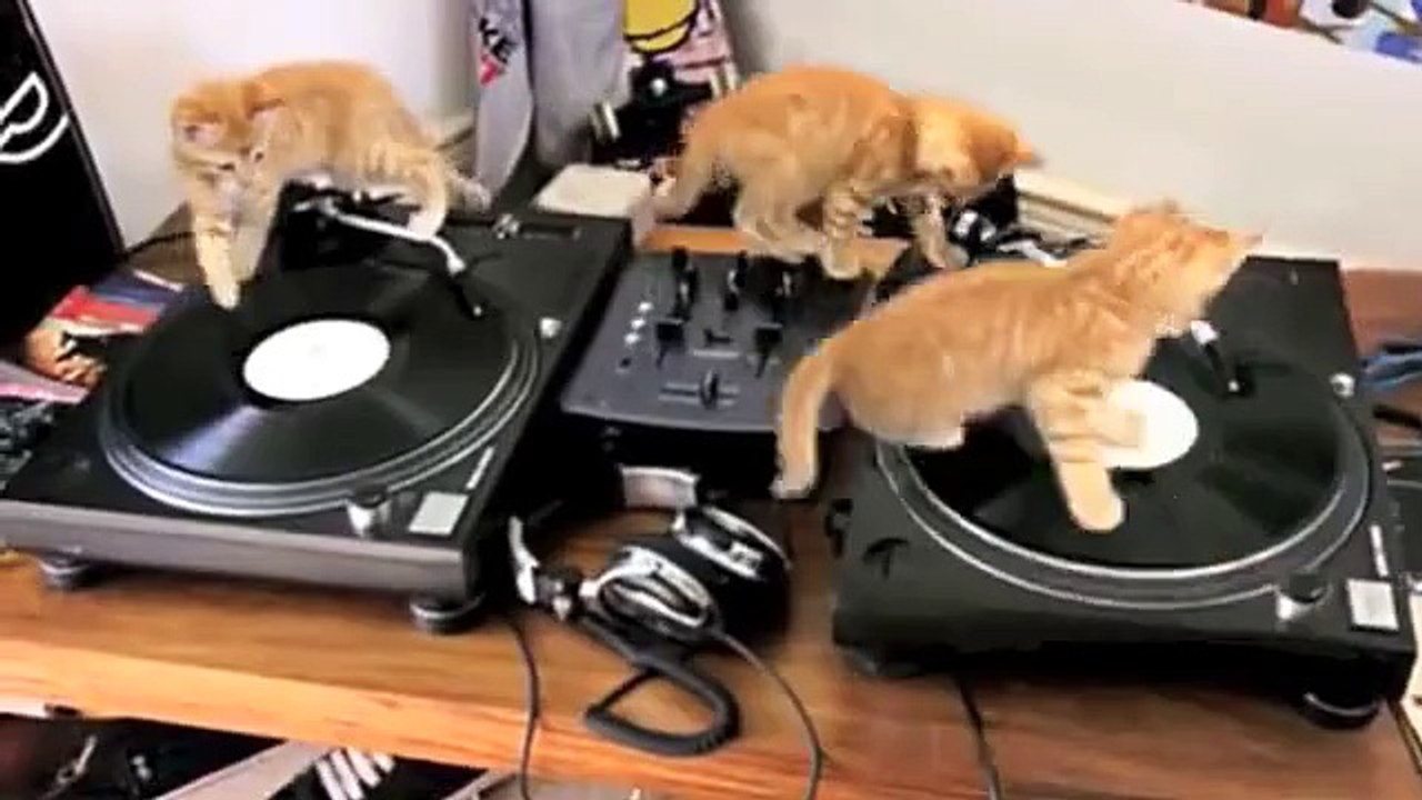 Dj kediler